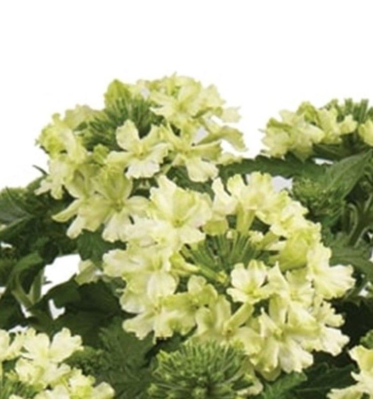 Verbena - Vanessa: Compact Lime