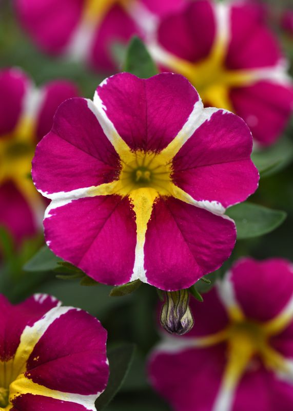 Calibrachoa - MiniFamous: Neo Magenta Star Calibrachoa - MiniFamous: Neo Magenta Star