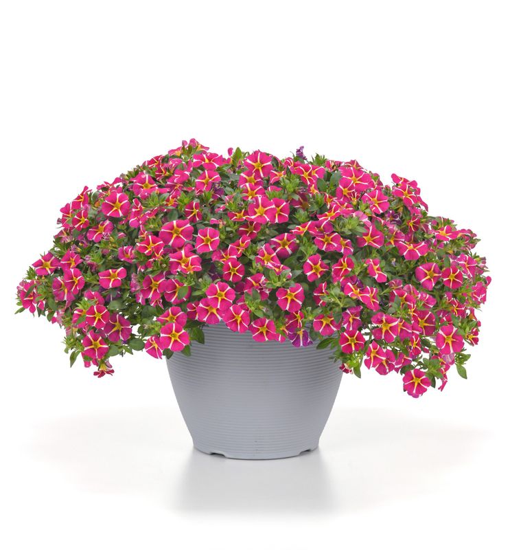 Calibrachoa - MiniFamous: Neo Magenta Star