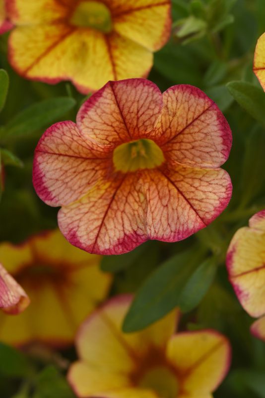Calibrachoa - MiniFamous: Uno Ember Eclipse Calibrachoa - MiniFamous: Uno Ember Eclipse