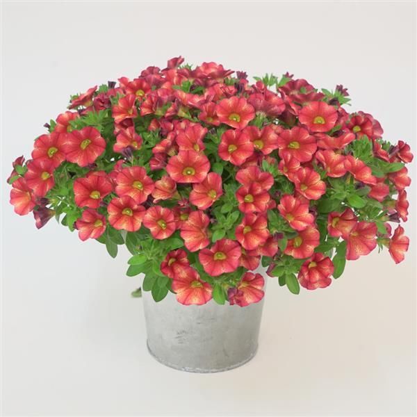 Calibrachoa - MiniFamous: Uno Ember Eclipse