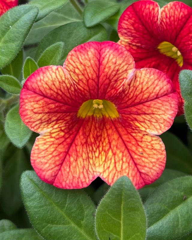 Calibrachoa - MiniFamous: Uno Ember Eclipse Calibrachoa - MiniFamous: Uno Ember Eclipse