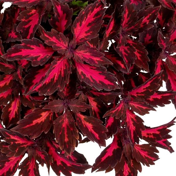 Coleus - Down Town: Royalty Coleus - Down Town: Royalty
