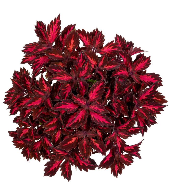 Coleus - Down Town: Royalty