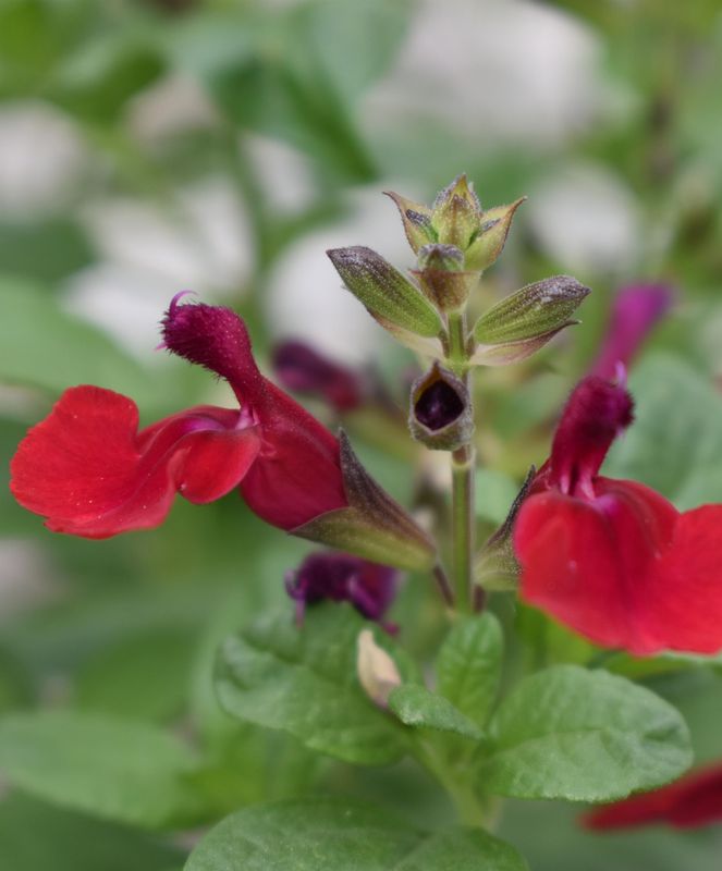 Salvia - Tanami: Red Salvia - Tanami: Red
