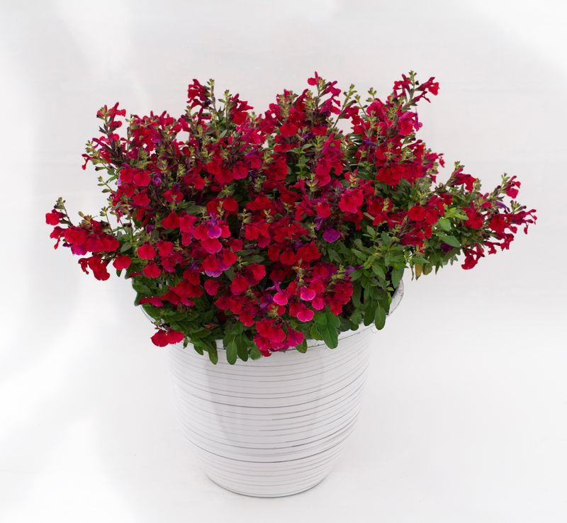 Salvia - Tanami: Red
