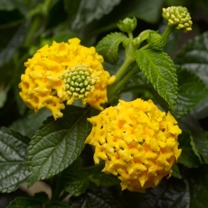 Lantana - Havana: Yellow