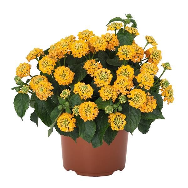 Lantana - Havana: Yellow