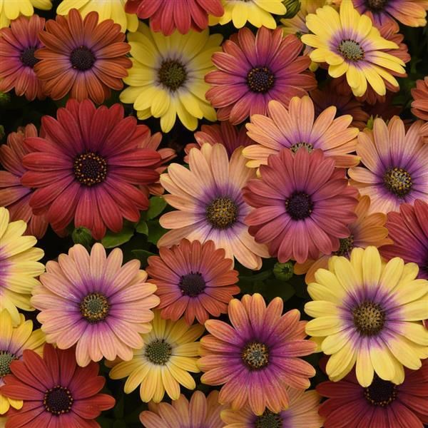 Osteospermum - Akila: Hawaii Sunset Shades Osteospermum - Akila: Hawaii Sunset Shades