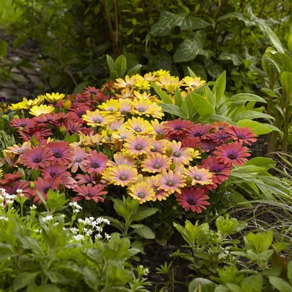 Osteospermum - Akila: Hawaii Sunset Shades