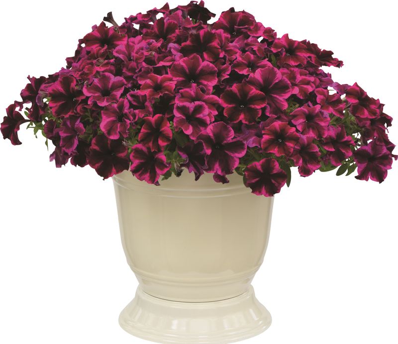 Petunia - Crazytunia: Cosmic Purple