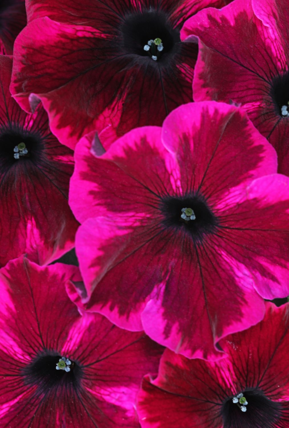 Petunia - Crazytunia: Cosmic Purple