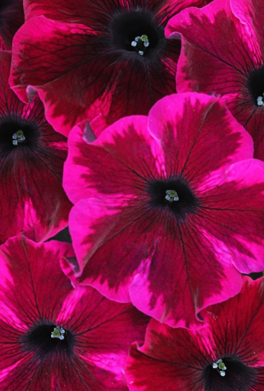 Petunia - Crazytunia: Cosmic Purple Petunia - Crazytunia: Cosmic Purple