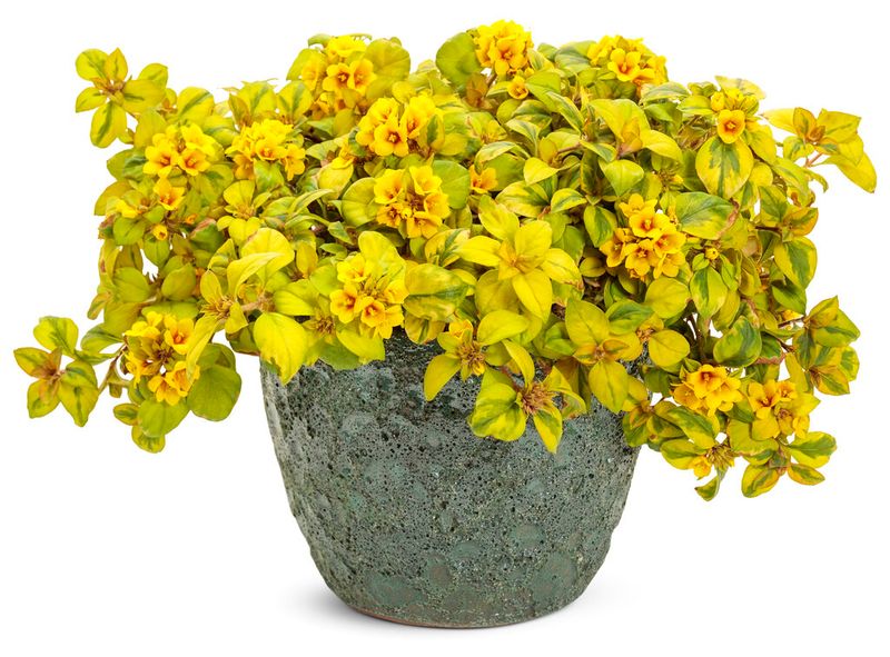 Lysimachia: Variegated (Variegated Creeping Jenny)