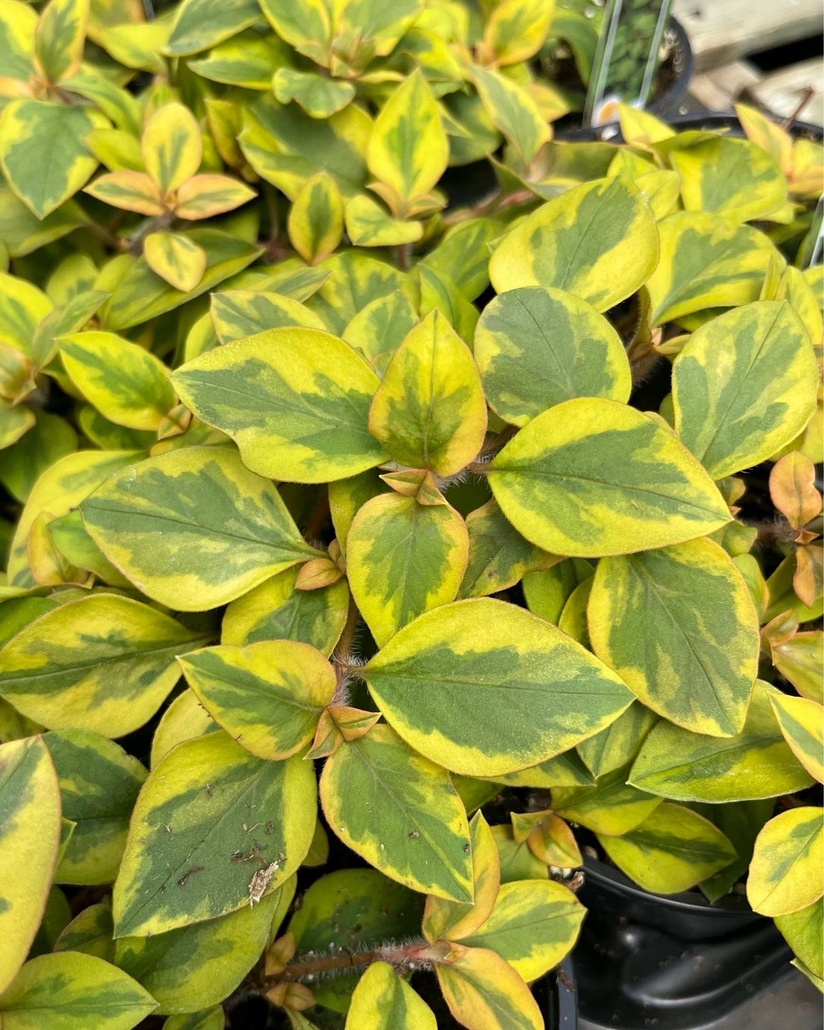 Lysimachia: Variegated (Variegated Creeping Jenny)