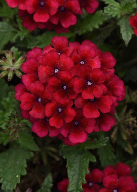 Verbena - Lascar: Vampire