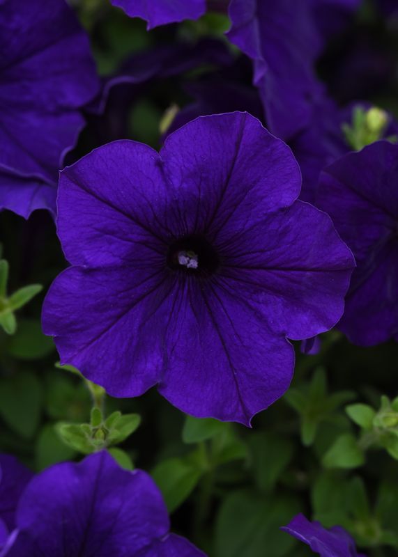 Petunia - Easy Wave: Blue Petunia - Easy Wave: Blue