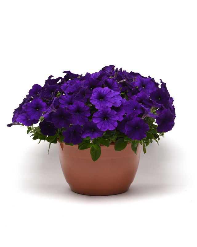 Petunia - Easy Wave: Blue