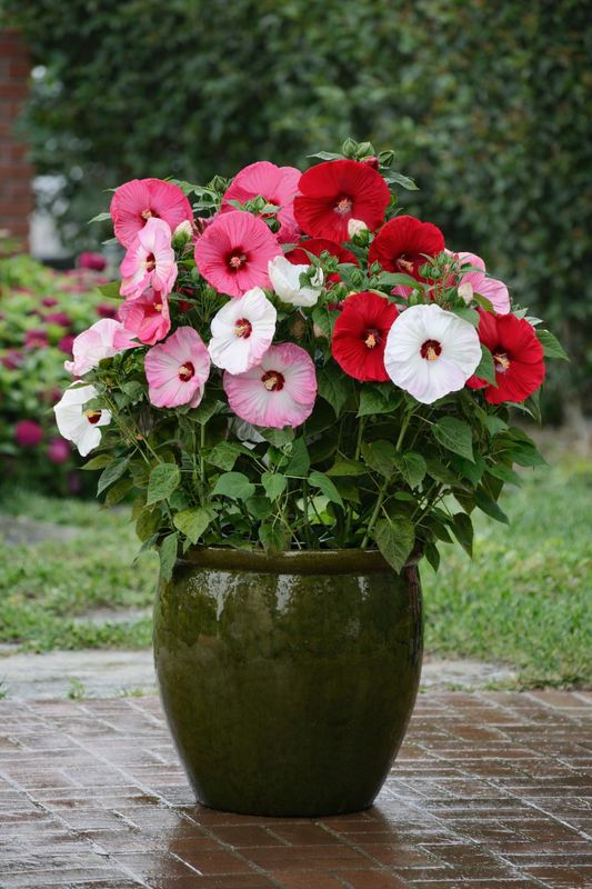 Hibiscus: Luna Mix