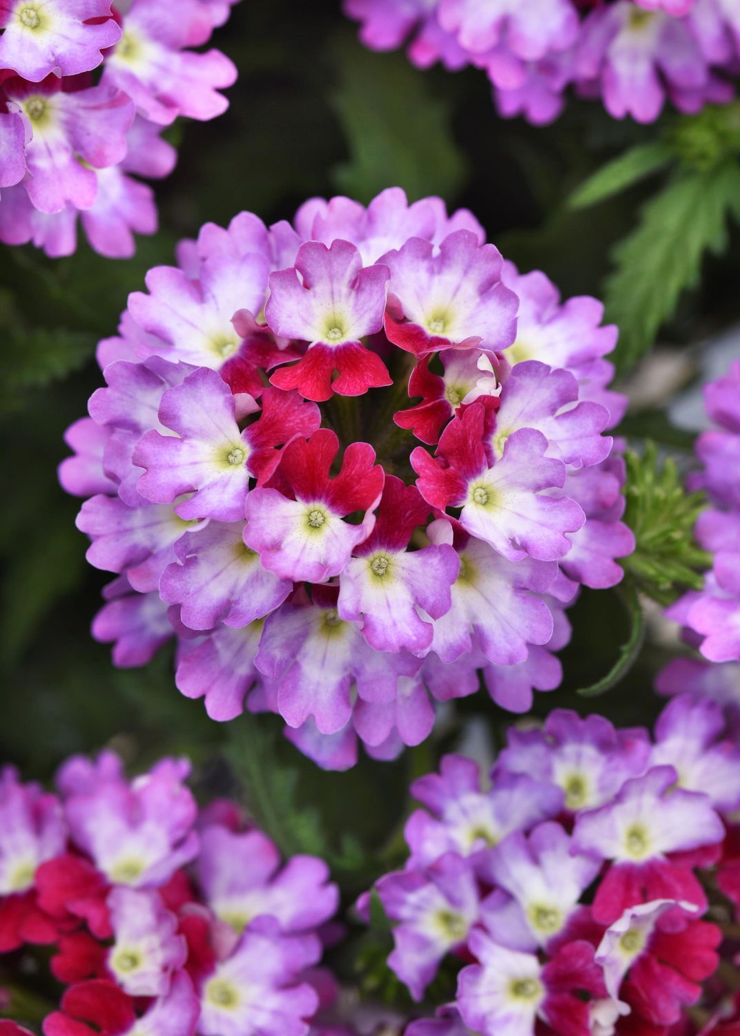 Verbena - Lascar: Purple+White