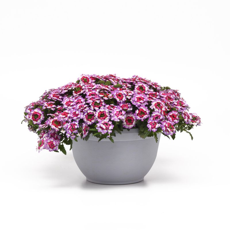 Verbena - Lascar: Purple+White