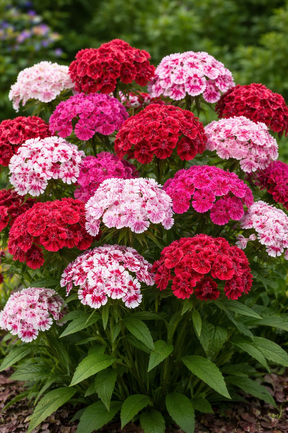 Dianthus: Barbatus (Sweet William) Dianthus: Barbatus (Sweet William)