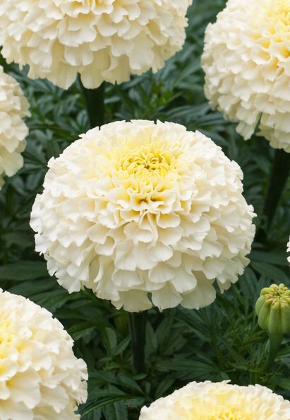 Marigold - Kilimanjaro: White (African)