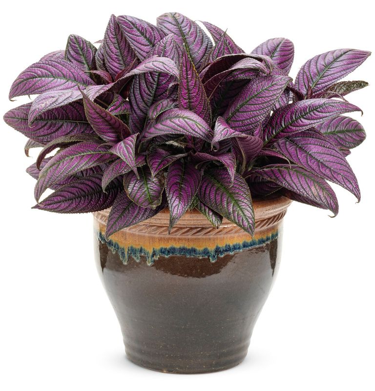 Strobilanthes: Persian Shield