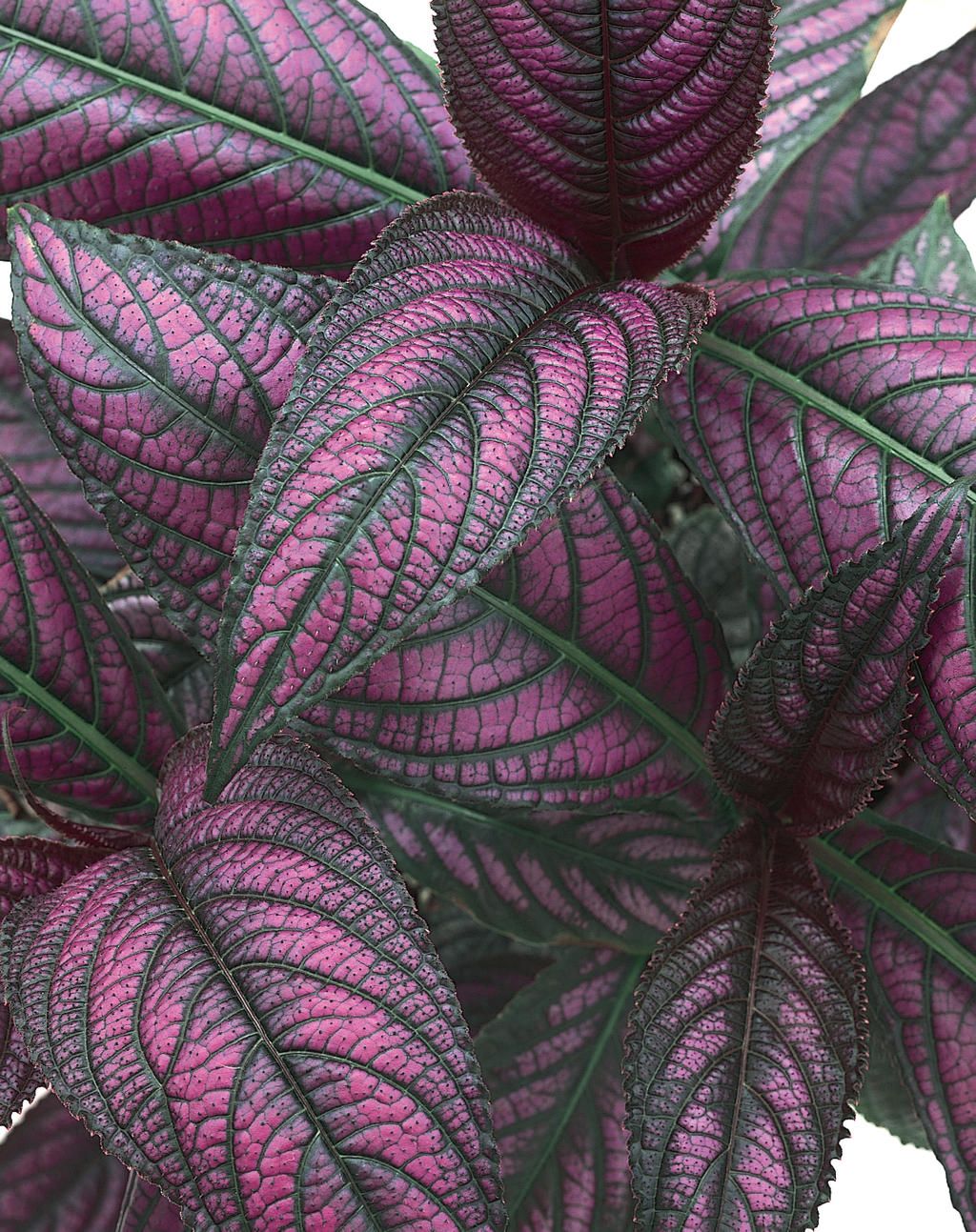Strobilanthes: Persian Shield