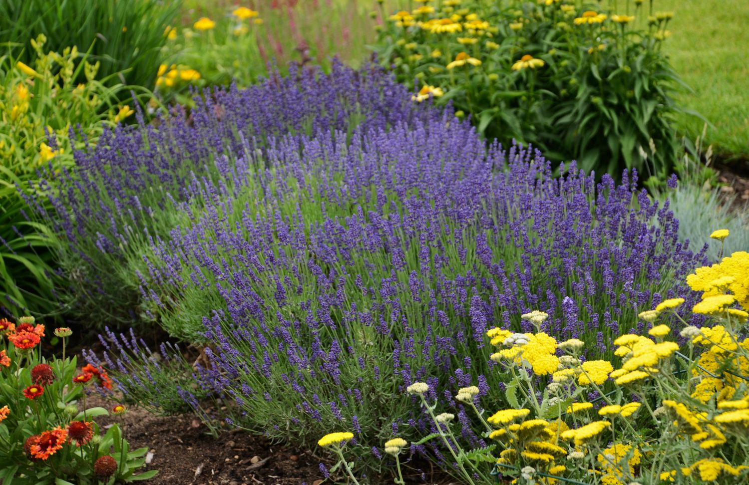 Lavender: Hidcote Blue Lavender: Hidcote Blue