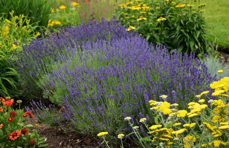 Lavender: Hidcote Blue