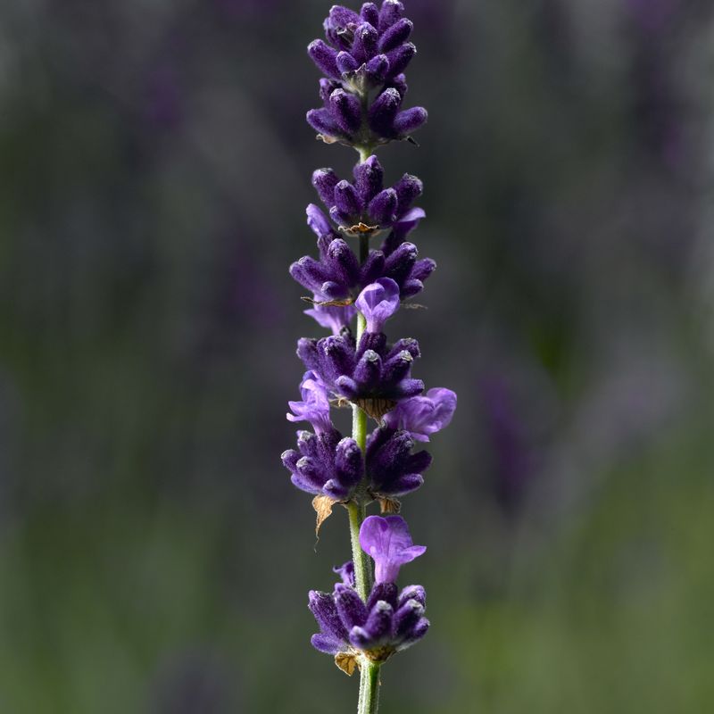 Lavender: Hidcote Blue