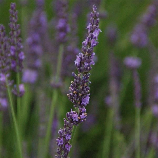 Lavender: Phenomenal Lavender: Phenomenal