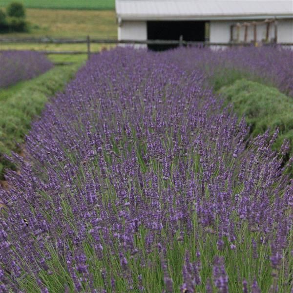 Lavender: Phenomenal