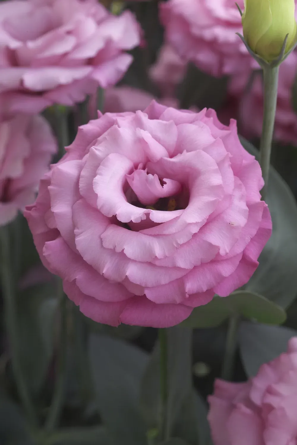 Lisianthus - Jolly Pink Lisianthus - Jolly Pink