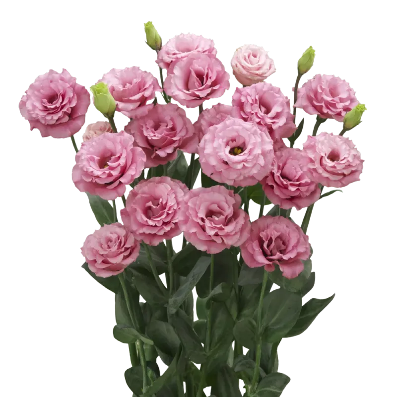 Lisianthus - Jolly Pink