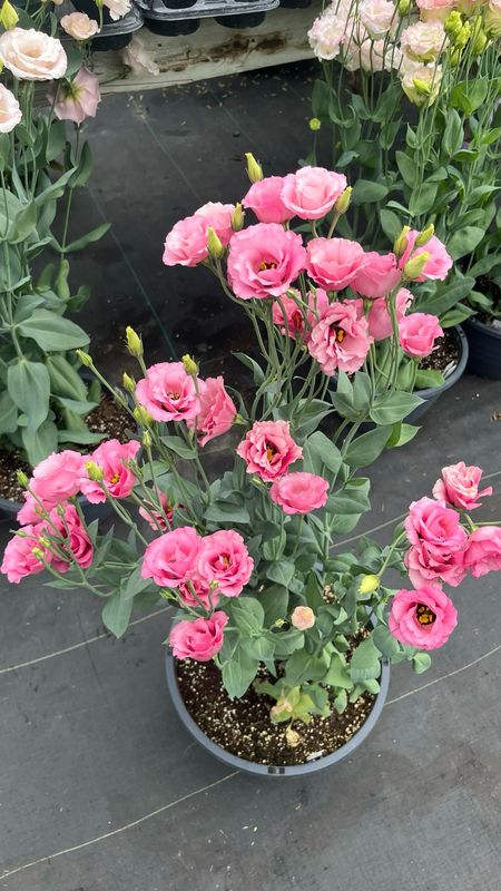 Lisianthus - Jolly Pink