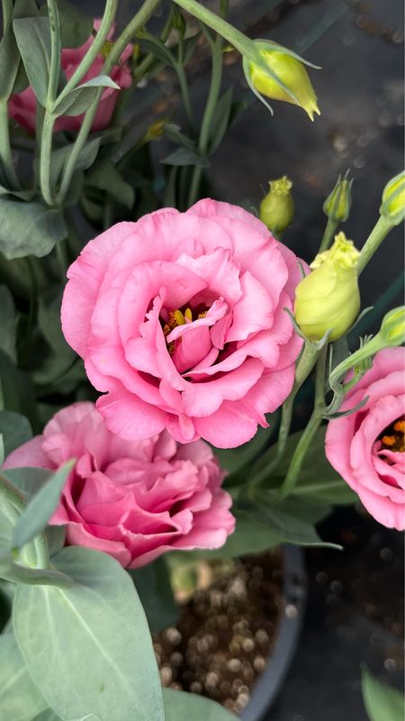 Lisianthus - Jolly Pink