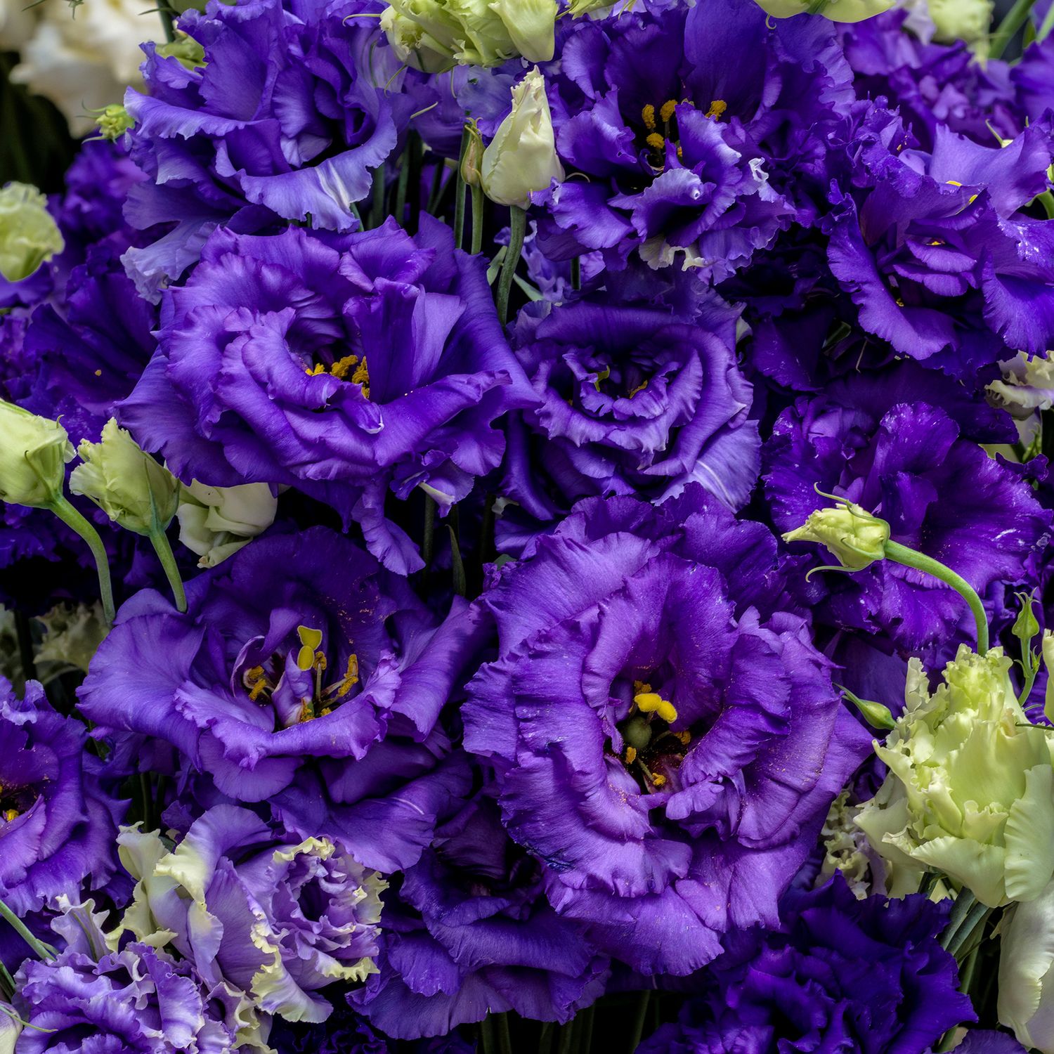 Lisianthus - Voyage 2: Blue