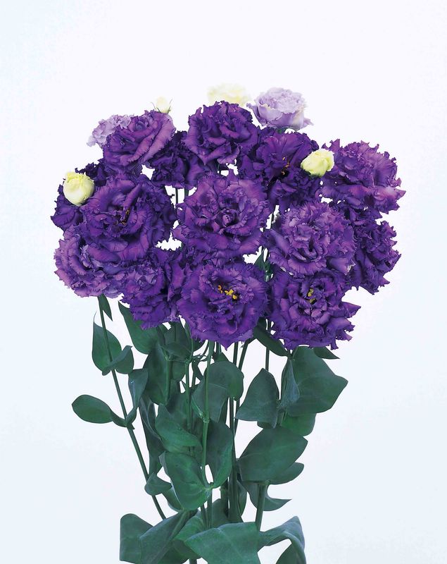 Lisianthus - Voyage 2: Blue