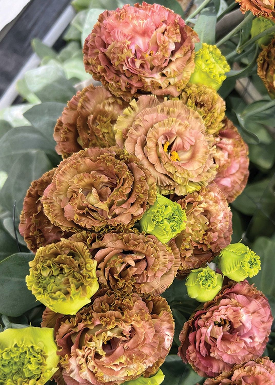 Lisianthus - Rosanne 2: Terracotta