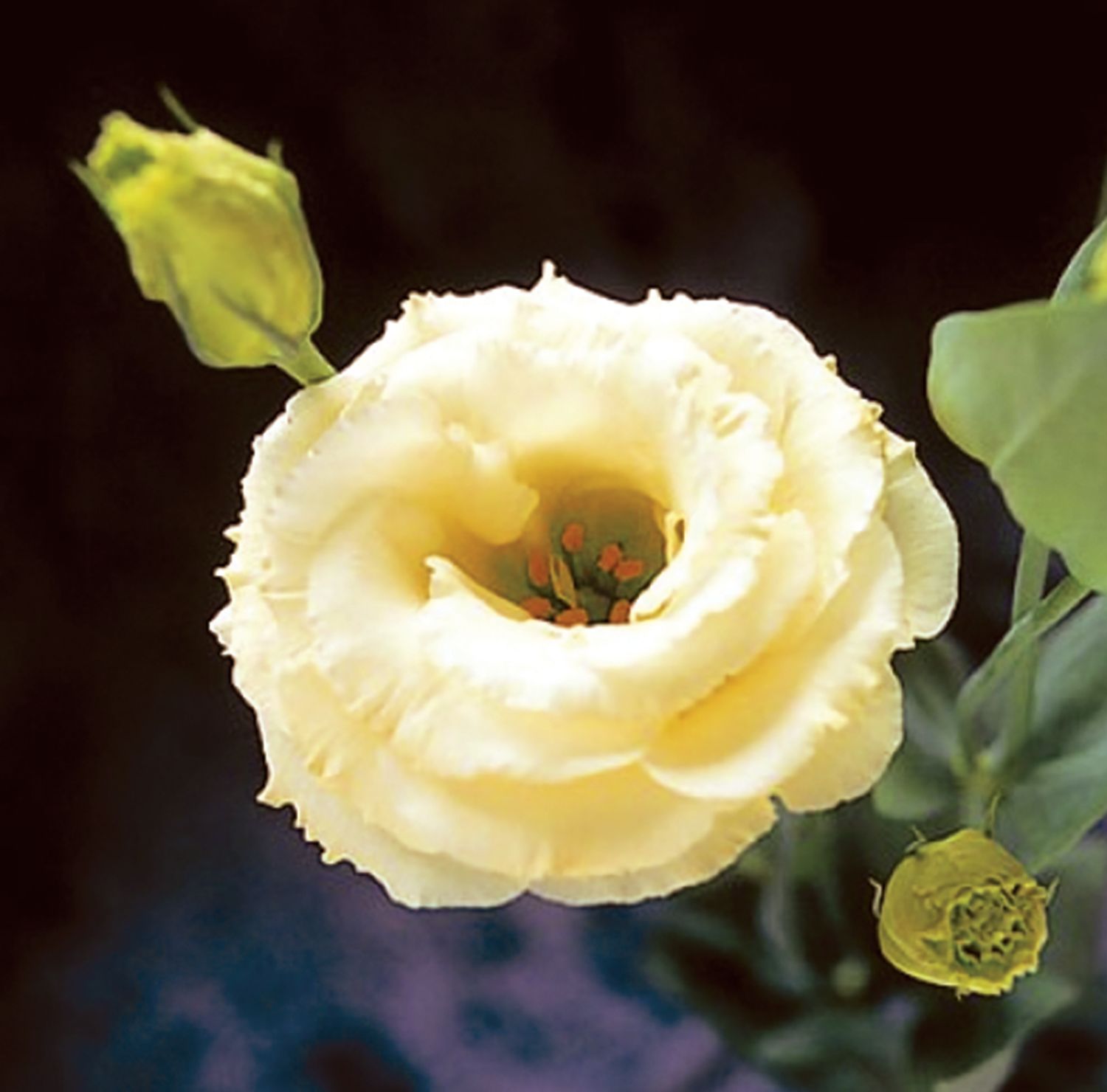 Lisianthus - Arena 3: Gold