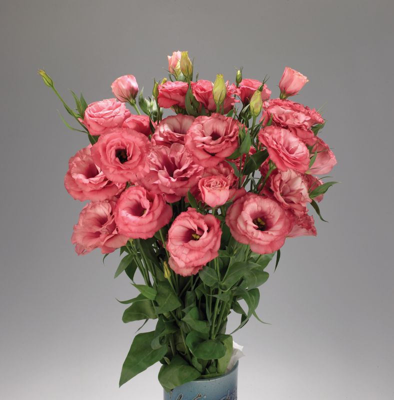 Lisianthus - Falda: Salmon