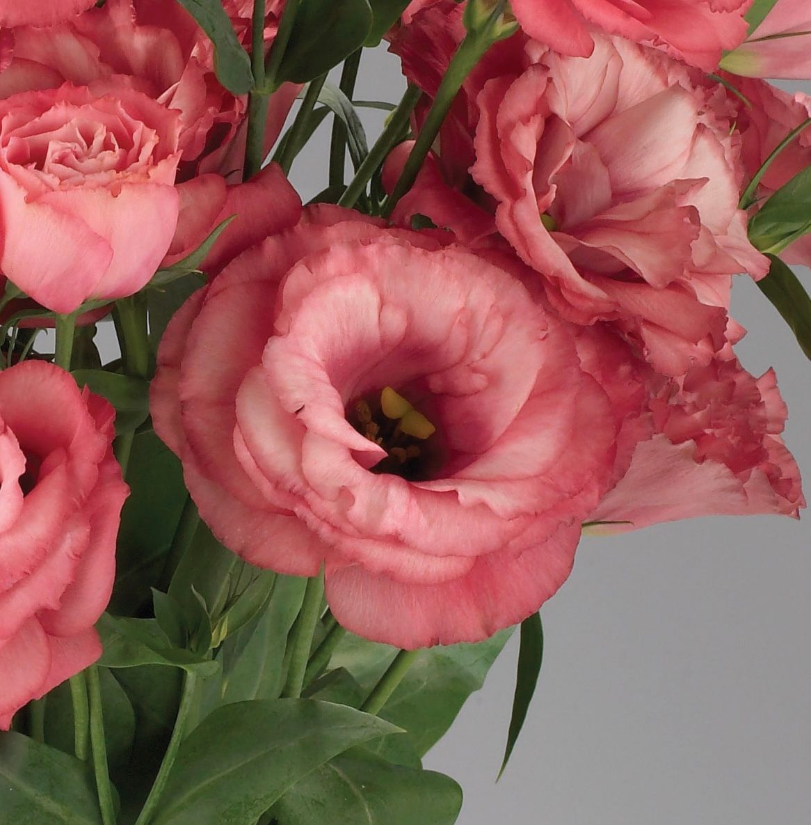 Lisianthus - Falda: Salmon