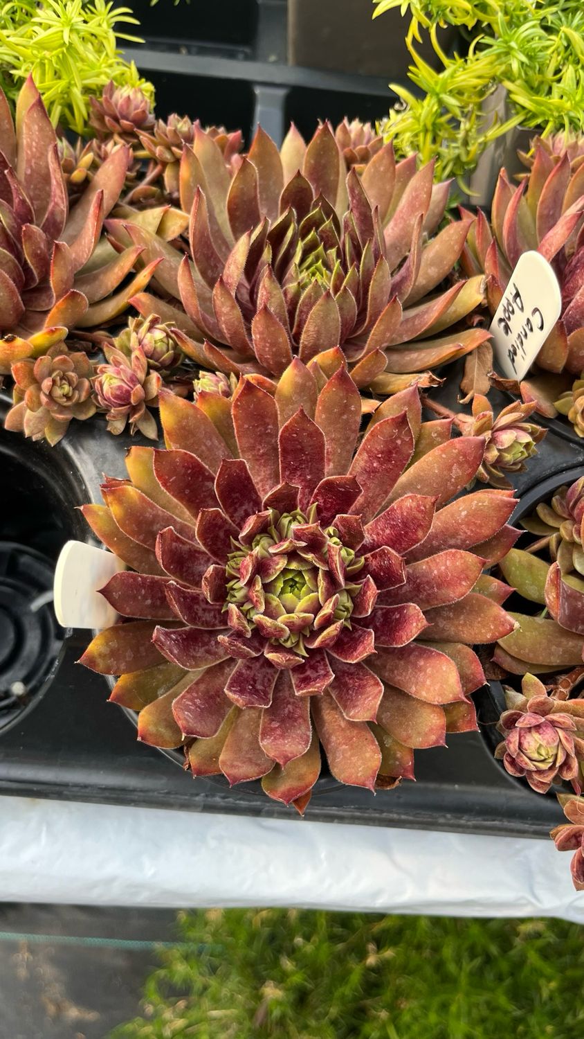 Sempervivum - Chick Charms: Candied Apple