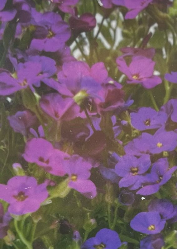 Aubrieta - Audrey: Red Purple Mix