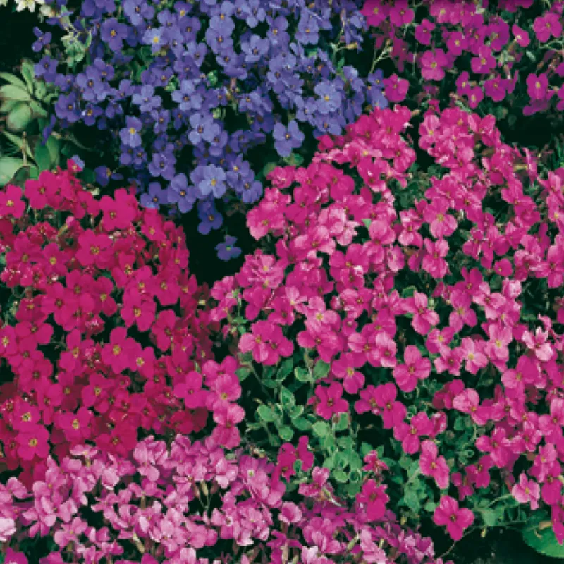 Aubrieta - Audrey: Red Purple Mix