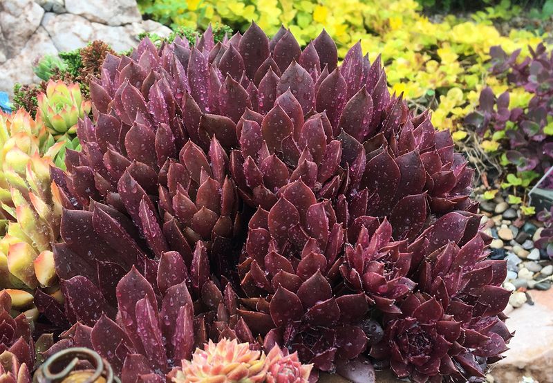 Sempervivum - Chick Charms: Chocolate Kiss