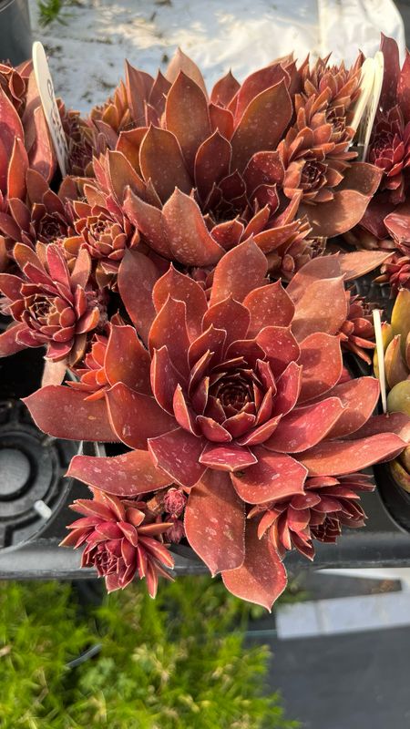 Sempervivum - Chick Charms: Chocolate Kiss Sempervivum - Chick Charms: Chocolate Kiss