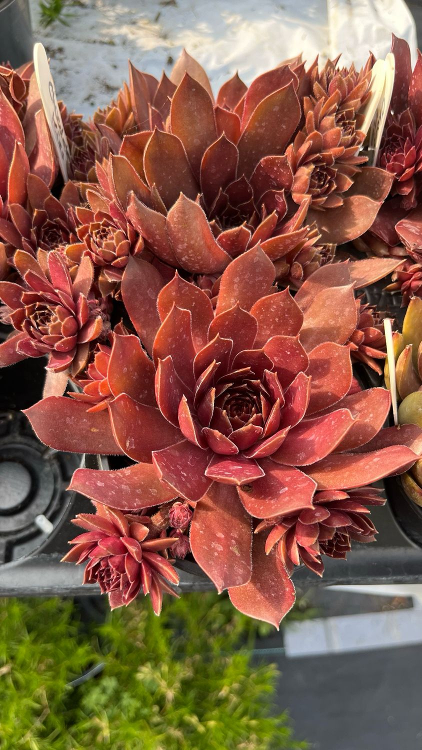 Sempervivum - Chick Charms: Chocolate Kiss Sempervivum - Chick Charms: Chocolate Kiss